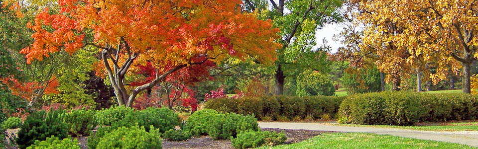 Landscaping Lesson: Preparing Your Trees for Winter