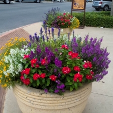 Seasonal Color Dallas Texas | Simpson Landscape